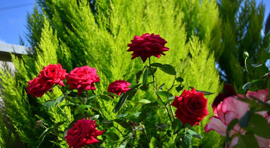 La Casa Delle Rose Room With Air Conditioning La Spezia Exterior foto